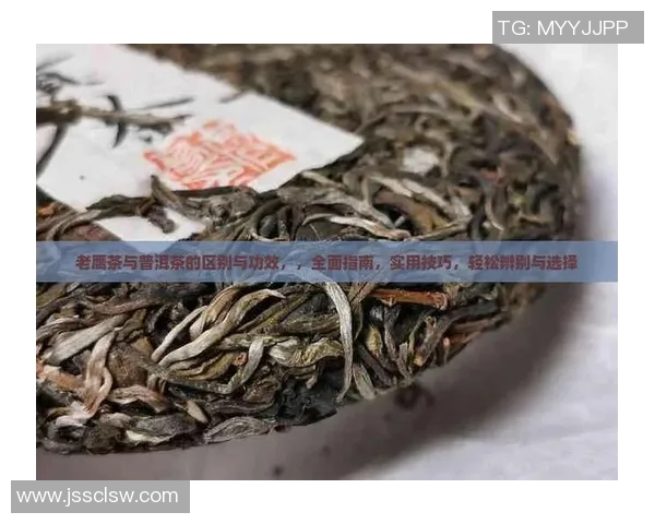 从零起步打造高效网球团队协作的全面指南与实用技巧